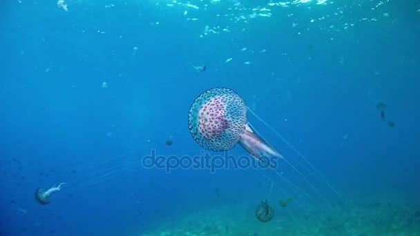 Дайвинг в Испании Майорка (Майорка) подводная жизнь. Медузы — стоковое видео