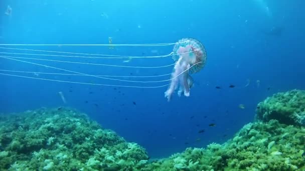 Immersioni in Spagna Maiorca (Maiorca) Vita subacquea. Meduse — Video Stock