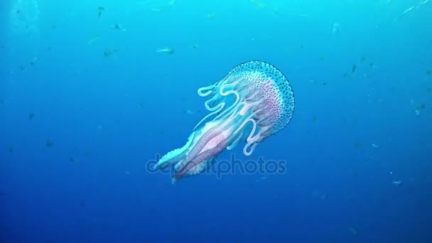 Дайвинг в Испании Майорка (Майорка) подводная жизнь. Медузы — стоковое видео