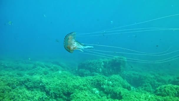 Diving in Spain Mallorca (Majorca) Underwater life (dalam bahasa Inggris). Ubur-ubur — Stok Video
