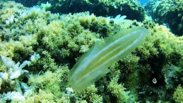 Potápění v Španělsko Mallorca (Mallorca) podmořského života. Medúza (Ctenophore) — Stock video