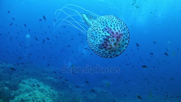 Buceo en España Mallorca (Mallorca) Vida submarina. Medusas. — Vídeo de stock