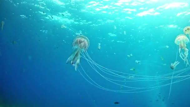 스페인 마요르카 (Majorca) 수 중 생활, 해파리에 다이빙 — 비디오