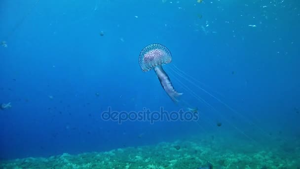 Mergulho em Espanha Maiorca (Maiorca) Vida subaquática, Medusa — Vídeo de Stock