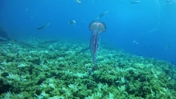 Buceo en España Mallorca (Mallorca) Vida submarina, Medusas — Vídeo de stock