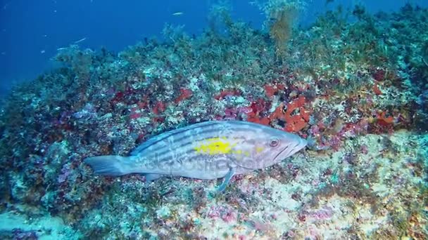 Mergulho em Espanha Maiorca (Maiorca) Vida subaquática, Peixes-garoupa — Vídeo de Stock