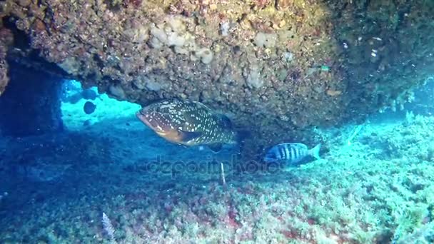 Dykning i Spanien Mallorca (Mallorca) undervattenslivet, fisk Grouper — Stockvideo