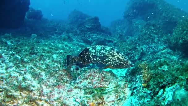 Búvárkodás, víz alatti élet Spanyolország Mallorca (Mallorca), sügér hal — Stock videók