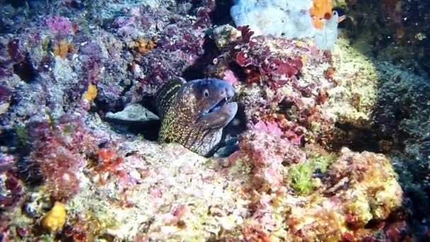 Diving in Spain Mallorca (Majorca) Underwater life, Moray eel. — Stok Video