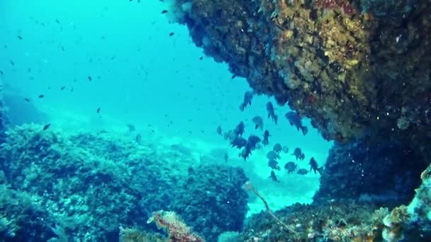 Buceo en España Mallorca (Mallorca) Vida submarina , — Vídeo de stock