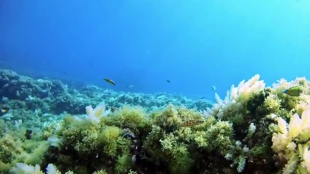 Immersioni in Spagna Maiorca (Maiorca) Vita subacquea , — Video Stock