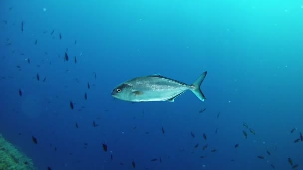 Duiken in de onderwater leven Spanje Mallorca (Mallorca), vissen Amberjack — Stockvideo