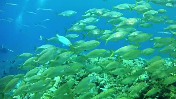 Immersioni in Spagna Maiorca Vita subacquea, Shoal of Salema — Video Stock