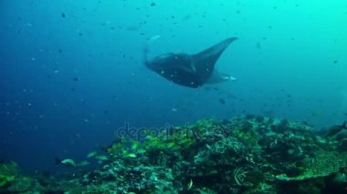 Maldivler 'de Dalış - Manta Ray