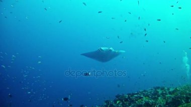 Maldivler 'de Dalış - Manta Ray