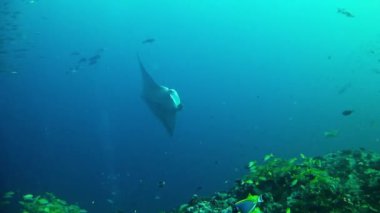 Maldivler 'de Dalış - Manta Ray
