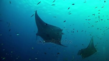 Maldivler 'de Dalış - Manta Ray