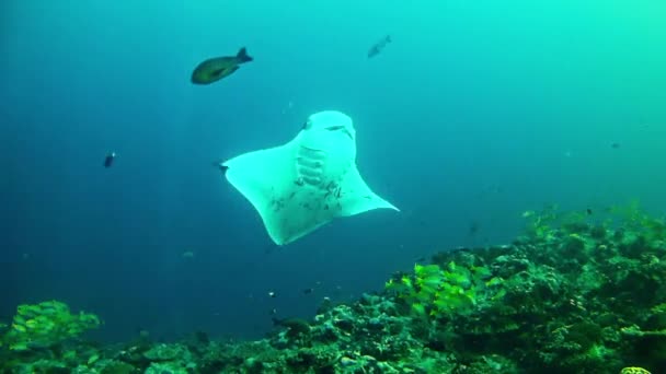 Potápění na Maledivách - Manta Ray — Stock video