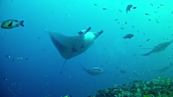 Duiken op de Malediven - Manta Ray — Stockvideo