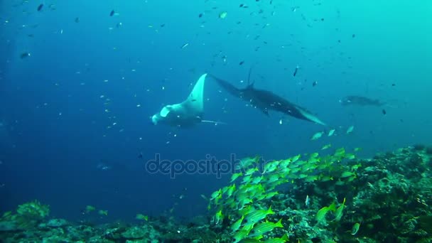 Mergulho nas Maldivas - Manta Ray — Vídeo de Stock