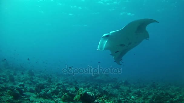 Mergulho nas Maldivas - Manta Ray — Vídeo de Stock