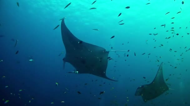 Mergulho nas Maldivas - Manta Ray — Vídeo de Stock