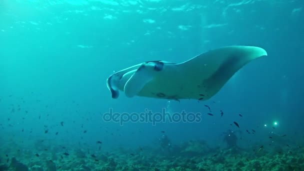 Dykning i Maldiverna - Manta Ray — Stockvideo