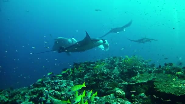 Búvárkodás Maldív-szigeteken - Manta Ray — Stock videók