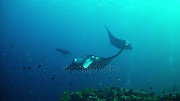 Dykning i Maldiverna - Manta Ray — Stockvideo