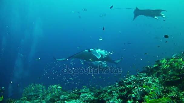 Mergulho nas Maldivas - Manta Ray — Vídeo de Stock