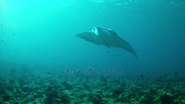 马尔代夫潜水- -曼塔雷 — 图库视频影像
