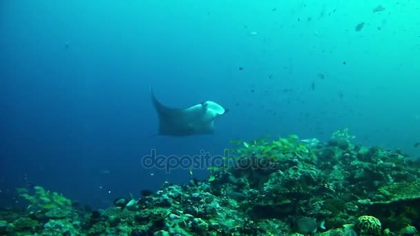 Buceo en Maldivas - Manta Ray — Vídeo de stock