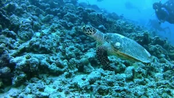 Duiken in de Maldiven - zeeschildpad — Stockvideo