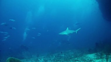 Maldivler - köpekbalıkları tüplü dalış
