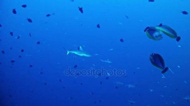 Maldivler - köpekbalıkları tüplü dalış