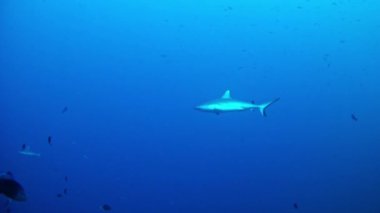 Maldivler - köpekbalıkları tüplü dalış