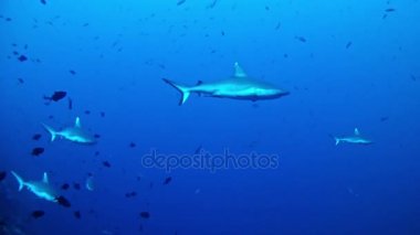 Maldivler - köpekbalıkları tüplü dalış