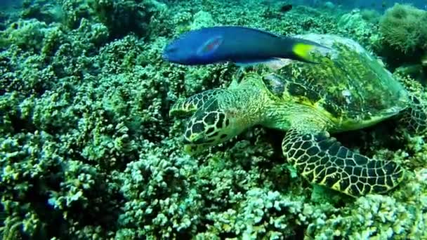 Scuba diving in Maldives - sea turtle — Stock Video