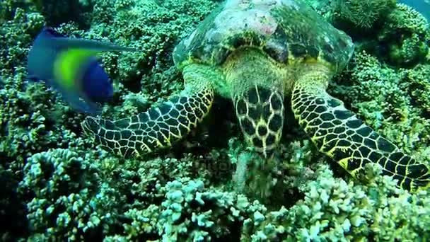 Підводне плавання на Мальдівах - морська черепаха — стокове відео