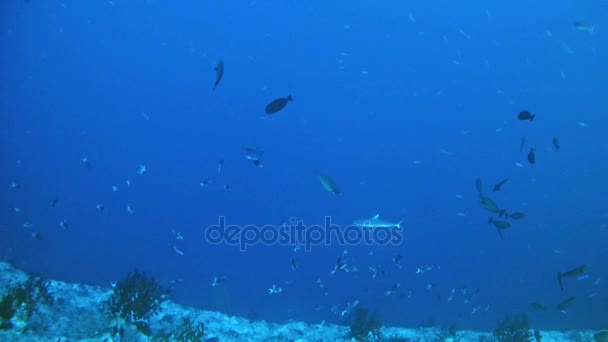 Buceo en Maldivas - Tiburones — Vídeos de Stock