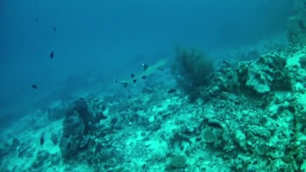 Dykning i Maldiverna - hajar — Stockvideo
