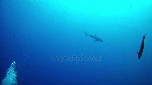 Scuba diving in Maldives - Sharks — Stock Video