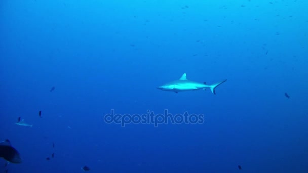 Buceo en Maldivas - Tiburones — Vídeo de stock