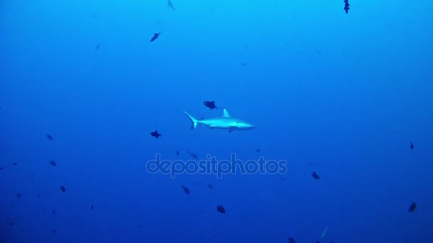 Maldivler - köpekbalıkları tüplü dalış — Stok video