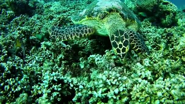 Duiken in de Maldiven - zeeschildpad — Stockvideo