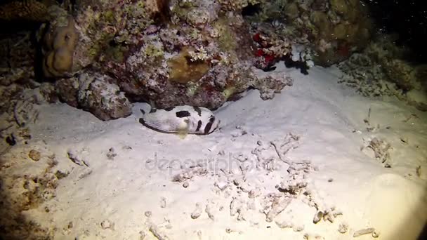 Mergulho nas Maldivas - Blowfish — Vídeo de Stock