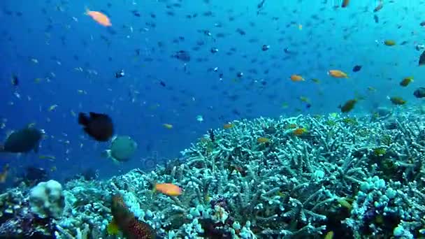 Duiken in de Maldiven - onderwater landschap — Stockvideo