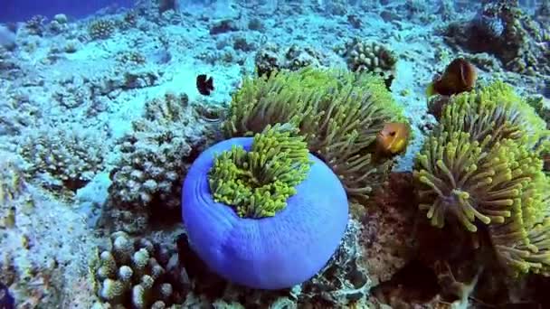 Potápění Maledivy - klauni — Stock video