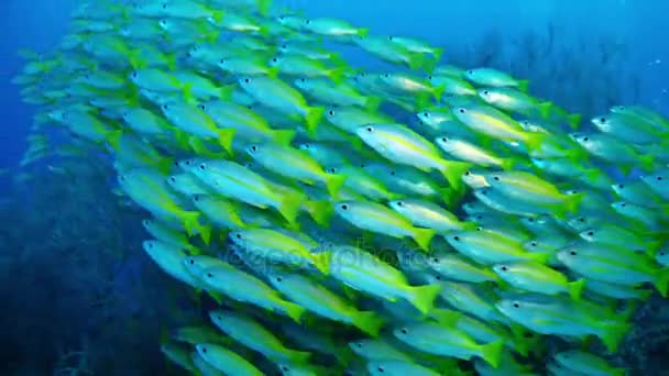 Búvárkodás a Maldív-szigetek - sárga sávos hal Shoal — Stock videók