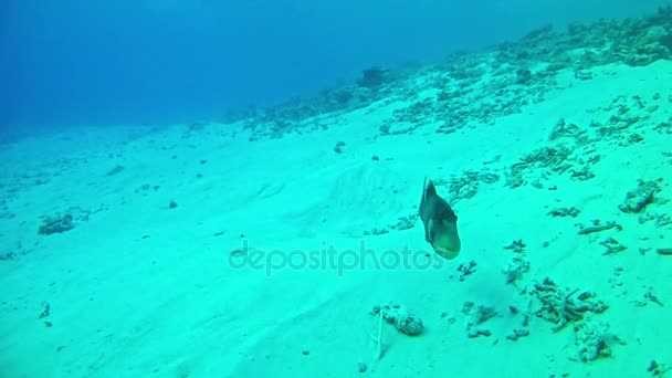 Dykning i Maldiverna - Triggerfish — Stockvideo